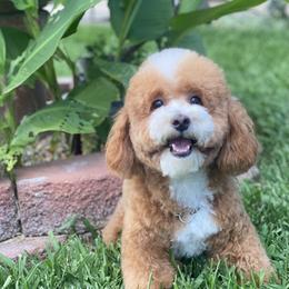Navy - Poodle