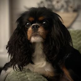 Gracie Mae - Cavalier King Charles Spaniel