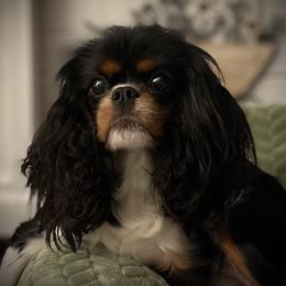 Gracie Mae - Cavalier King Charles Spaniel