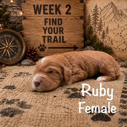 Rubi - Red female Australian Labradoodle puppy in Eastover, North Carolina from Joyful Hearts Australian Labradoodles