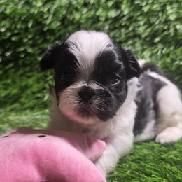 Sorbet - Liver and white female Shih Tzu puppy in Brighton, Missouri from Morningstar's Shih Tzu