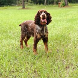 Parker - English Springer Spaniel