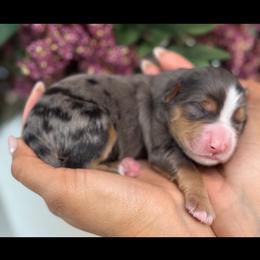 Sparkly - Tri-color male Bernedoodle puppy in Yuciapa, California from AlltheDoodlez_