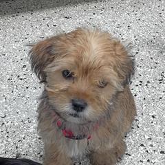 Pink baby boy - Teddy bear - Gold and white male Shorkie puppy in Chipley, Florida from Relentless Homestead