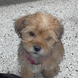 Pink baby boy - Teddy bear - Gold and white male Shorkie puppy in Chipley, Florida from Relentless Homestead