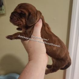 Green collar - Mahogany and white male Basset Hound puppy in Alton, Illinois from Show Me Great Danes and Basset Hounds