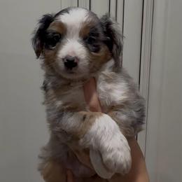 Ziggy - Blue merle female Miniature Australian Shepherd puppy in Lakeport, California from Akins Aussies/Wild Rose Ranch