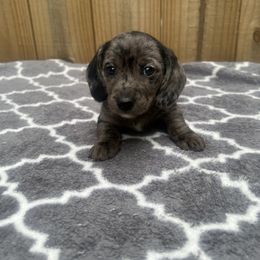 Betty - Dapple female Dachshund puppy in Burns, Tennessee from SND Dachshunds
