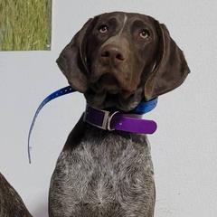 Chesapeake Bay Retrievers and German Shorthaired Pointers from GSP Outdoors
