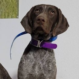 Chesapeake Bay Retrievers and German Shorthaired Pointers from GSP Outdoors