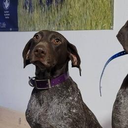 Chesapeake Bay Retrievers and German Shorthaired Pointers from GSP Outdoors