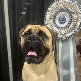 Cabana - Bullmastiff