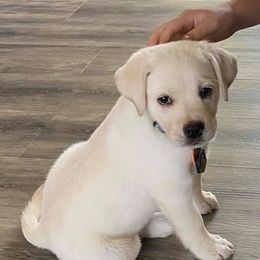 Labrador Retrievers from Belinda Nethercutt
