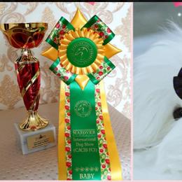 Maltese Puppies from Made to Love Maltese LLC