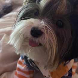 Biewer Terrier and Yorkshire Terrier Puppies from York Town California