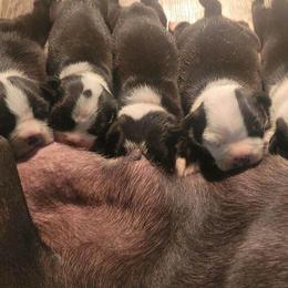 Boston Terrier Puppies from Baldwins Boston Terriers