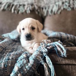 Romeo - Yellow male Labrador Retriever puppy in Sweet Home, Oregon from Knotty Creek Labradors