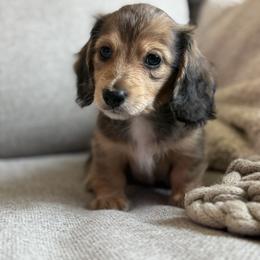 Dachshund Puppies from Royal Dachshunds
