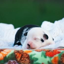 Panda - Blue merle female Miniature American Shepherd puppy in Chocowinity, North Carolina from Foxtail Hollow
