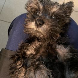 Miniature Schnauzer Puppies from Schnauzer puppies