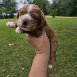 Bailey - Red male Cocker Spaniel puppy in Florence, South Carolina from Reddick's American Cocker Spaniels