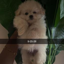 Aero - White female Maltipoo puppy in Long Island, New York from Minipaws kennel