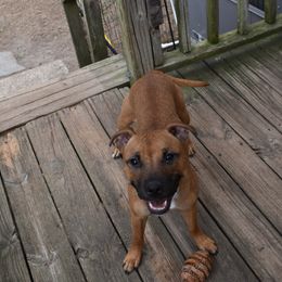 Gone - Red and white female Staffordshire Bull Terrier puppy in Alabama from JetStaff Kennels
