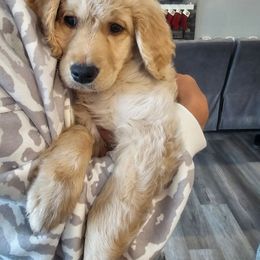 Coco Puffs- Cyber Monday Deal - Cream female Goldendoodle puppy in Zanesville, Ohio from Oodles of Doodles & Poos