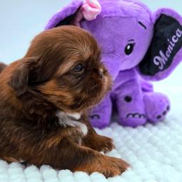 Monica - Liver female Shih Tzu puppy in Richmond, Texas from Aleka Shih Tzu