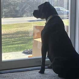 Koda - Boxer
