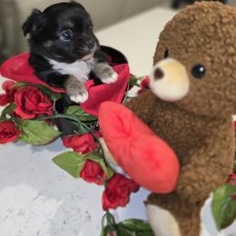Boy 1 - Black and white male Chihuahua puppy in Lugoff, South Carolina from Cutie Pie Chihuahua's