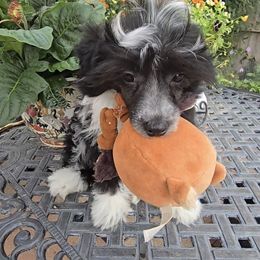 Bruce Long Star Angel - White and black male Chinese Crested puppy in Amarillo, Texas from Victoria's Chinese Cresteds Long Star Angels