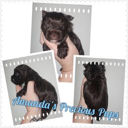 Cooper - Liver male Yorkshire Terrier puppy in Wartburg, Tennessee from Amanda's Precious Pups
