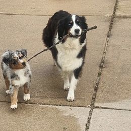 Australian Shepherd Puppies from Diamond Ridge Aussies