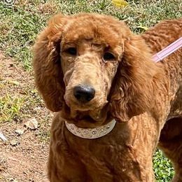 Poodles from Mountain View Standard Poodles