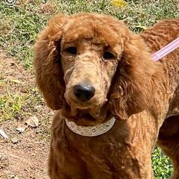 Poodles from Mountain View Standard Poodles