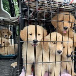 Golden Retriever Puppies from Lake Champlain Goldens