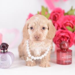 Mary -- FULL AKC Cream Silky - Cream female Dachshund puppy in Neosho, Missouri from A Walk In The Park