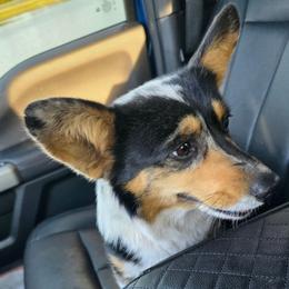 Ember - Blue merle and white female American Corgi puppy in Middleburg, Florida from Mulkeys Little Corgis