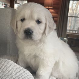 Blue collar - Light golden male Golden Retriever puppy in Hastings, Michigan from Teresa Stevens
