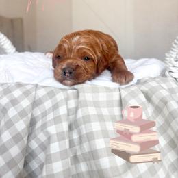 Millie - Red  female Goldendoodle puppy in Vancouver, Washington from Pnwfamilydoodles
