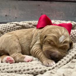Hydrangea - Cream female Goldendoodle puppy in The Woodlands, Texas from Gracie's Goldendoodles and Bernedoodles