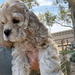 Boy 2 - Buff male Cocker Spaniel puppy in Winchester, California from All American Cocker Spaniels