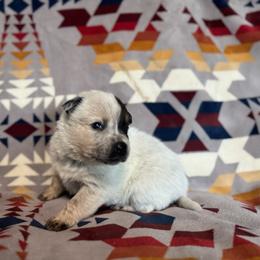 Rogue - Red speckled male Australian Cattle Dog puppy in Cottage Grove, Oregon from Heirloom Ranch