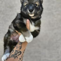 Siberian Husky Puppies from Anime Huskies