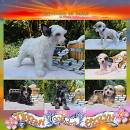 Chinese Crested and Rottweiler Puppies from Long Rotts & Long Haul Cresteds
