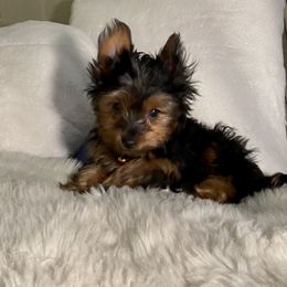 Yorkshire Terrier Puppies from Cutest AKC AZ Yorkies