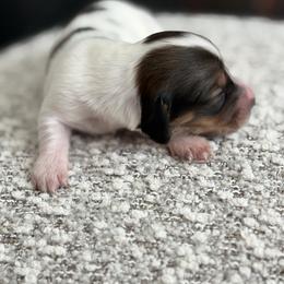 Duchess - Piebald female Dachshund puppy in Vancouver, Washington from Cascade Minis
