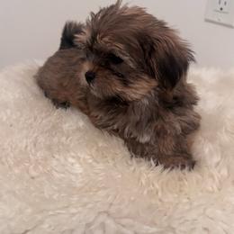 Jib - Chocolate and tan male Shih Tzu puppy in Washington, Washington, D.C. from BVPT puppies