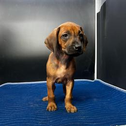 Ridgeless 2 - Rd whtn blk nose female Rhodesian Ridgeback puppy in Ocala, Florida from DogWood Kennels
